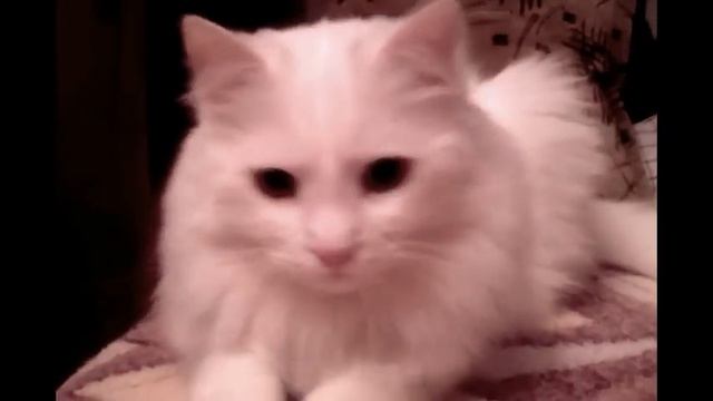 КОШКИ !УЛЫБНИТЕСЬ ! Красавчик котик ЖУЛИК. смотреть онлайн