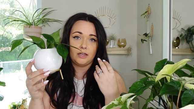 RARE Houseplants For $50 Or BELOW | Rare Plant Shopping | Top 6 Rare & Easy Plants | Houseplant Car