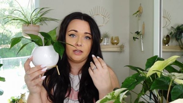 RARE Houseplants For $50 or BELOW | Rare Plant Shopping | Top 6 Rare & Easy Plants | Houseplant Car