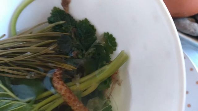 Чаёк весенний. Мята, смородина, сосна, бруньки березовые! Ох и вкусно!!! смотреть онлайн
