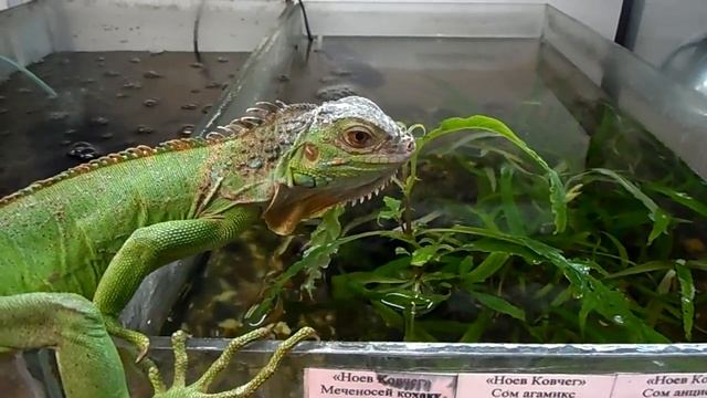 Игуана и аквариум смотреть онлайн