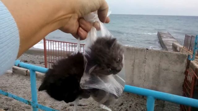 Котята смешные - подарок на праздник смотреть онлайн