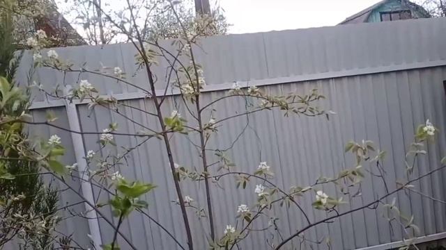 на даче цветет...май 2022 смотреть онлайн