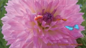 Георгина декоративная Сакура Фубуки ? обзор: как сажать, рассада георгины Сакура Фубуки