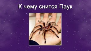 К чему снится Паук (Сонник)