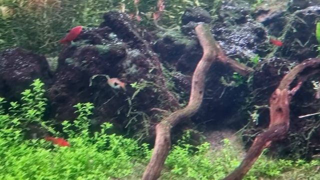 4K COEX Mall Seoul Aquarium || COEX Aquarium || Aquarium Vlog 2023 || Nepali Vlog COEX Aquarium смотреть онлайн