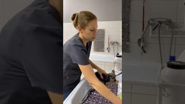 УХОД ЗА ЙОРКОМ / КОСМЕТИКА ДЛЯ ГРУМИНГА / ГРУМИНГ ЙОРКА / ЙОРКШИРСКИЙ ТЕРЬЕР / GROOM SCHOOL смотреть онлайн