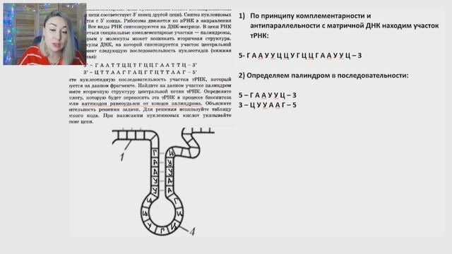 Палиндром. Новые задания ЕГЭ по биологии на биосинтез белка. смотреть онлайн