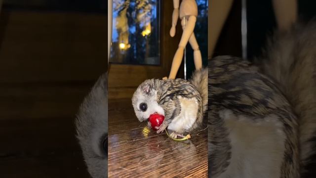 Белка-летяга и черешня! Flying squirrel飞鼠 #animals #momonga #flyingsquirrel #squirrel #short #world смотреть онлайн