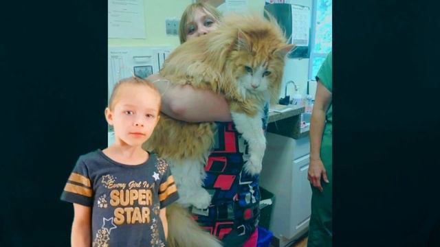 ТОП 7 Пород КОШЕК. Самые красивые породы кошек. смотреть онлайн