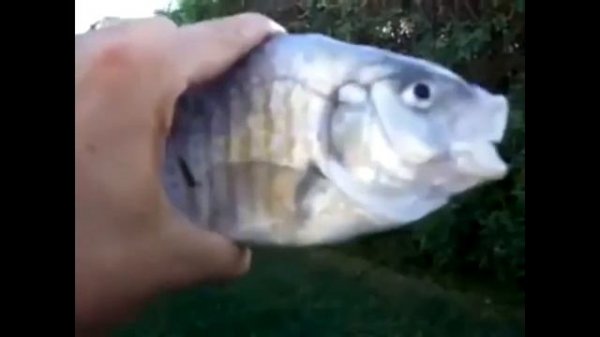 killer fish from san diego remix