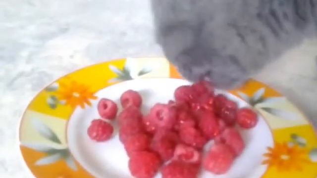 Кошка ест малину смотреть онлайн
