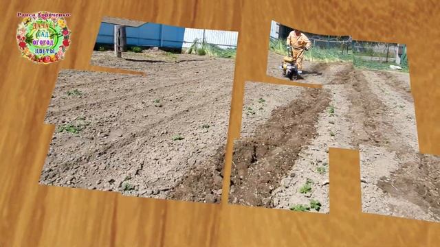 Ну и зачем эти ямы на грядке картофеля сделал? смотреть онлайн
