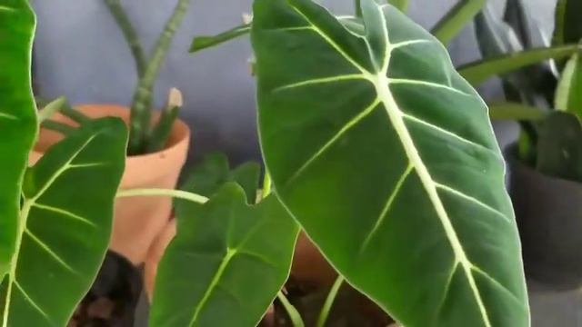 Alocasia 'Frydek'/ Alocasia Green Velvet/ General Care @ancyg15