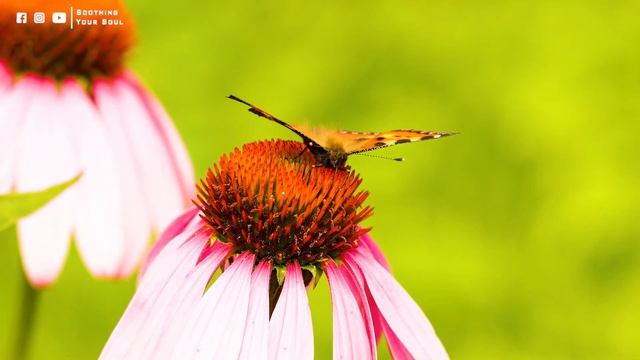 музыка для души, лечебная музыка для сердца и сосудов, релак ? Yспокаивающая музыка для нервов смотреть онлайн