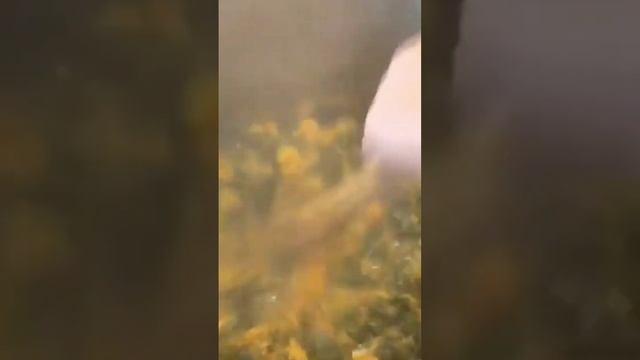 Варенье из одуванчиков, рецепт. смотреть онлайн