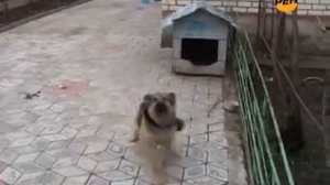 Бездомные собаки на РЕН