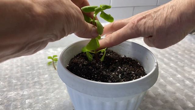 У меня новое растение! Портулакария африканская. Черенки дали корни, пора в горшок.10 января 2024 г смотреть онлайн