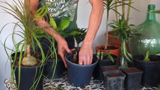 How to Grow Dracaena Plant Species From Cuttings - Dragon Tree Dracaena Tree, Dracaena Marginata смотреть онлайн