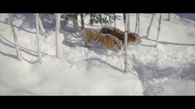 Тигр охотится за дроном смотреть онлайн