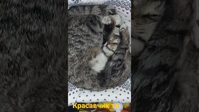 Спящий кот Чувачок в любимой лежанке для кошек! смотреть онлайн