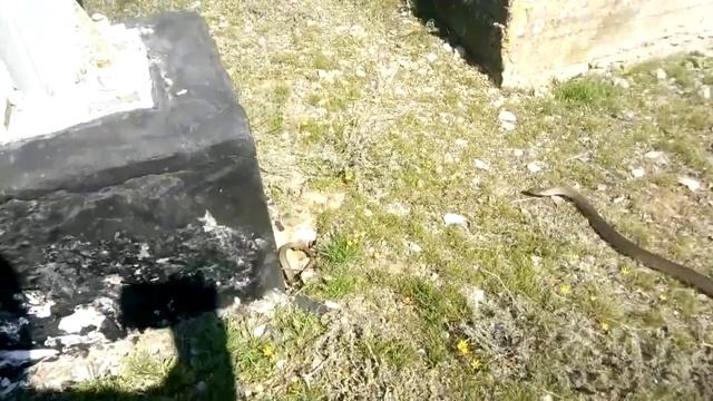 С првым теплом 2019 Желтопуз смотреть онлайн