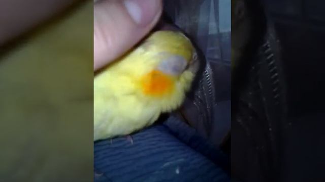 Самый милый попугайчик в мире смотреть онлайн