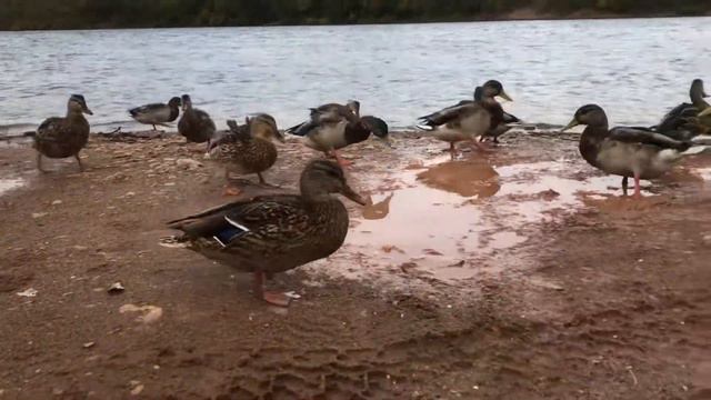 Красивые утки, река, лес. Beautiful Ducks, River, Forest.