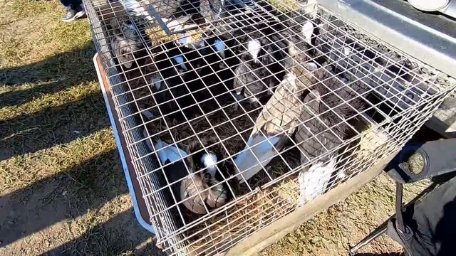 ГОЛУБИ.ПОРОДЫ ГОЛУБЕЙ и ЦЕНЫ.(часть-3) смотреть онлайн