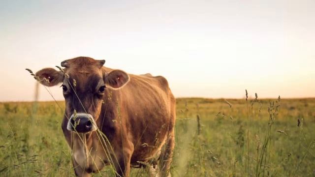 Эндрю Л.Скидмор «Опыт применения защищенных форм дрожжевых пробиотиков на молочных фермах в США смотреть онлайн