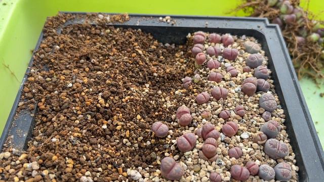 Lithops Cesky Granat l repotting lithops смотреть онлайн