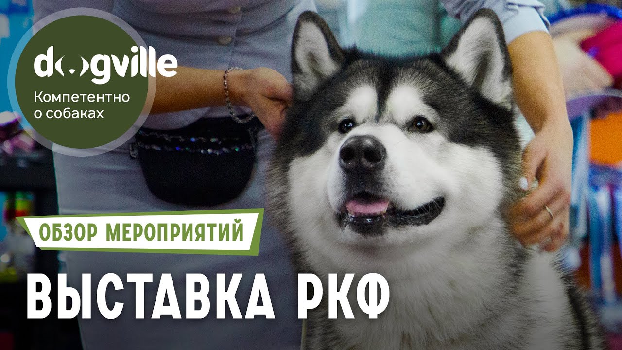 Выставка северных ездовых собак «Снежное дог-шоу» - Обзор монопородных выставок смотреть онлайн