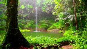 Звуки и атмосфера тропического леса Амазонки Релакс