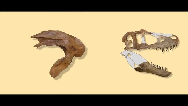 New Tyrannosaur Species! Meet Daspletosaurus wilsoni – A New T. rex Ancestor and Missing Link! смотреть онлайн
