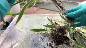 Не Пересадка Хлорофитум Океан ?