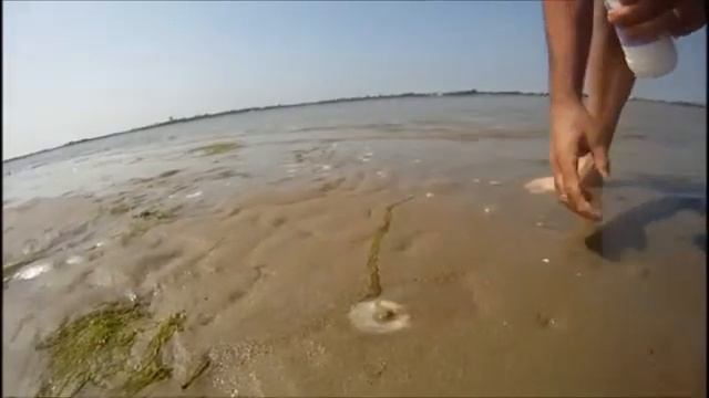 Как поймать рыбу Razor Clam