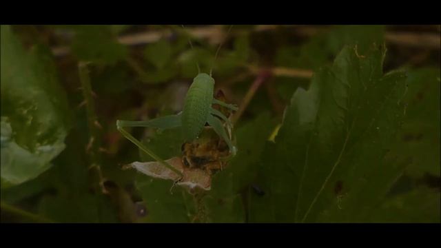 Lumix FZ300 Test Footage: 2018 Cinematic Easter Day Hike Trailer смотреть онлайн