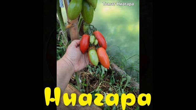 Лучшие засолочные сорта томатов 2021, проверенные мной смотреть онлайн