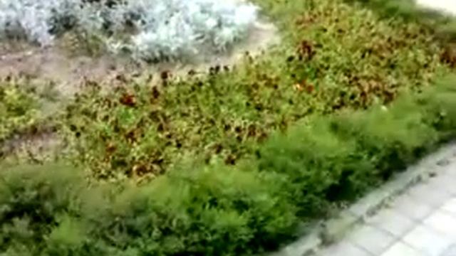 Ты Воробей или Голубь ? смотреть онлайн