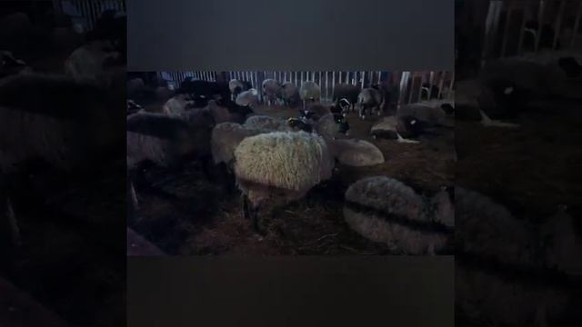 РОМАНОВСКАЯ ПОРОДА ОВЕЦ в нашем хозяйстве ... Плюсы и минусы !(перезалив) смотреть онлайн