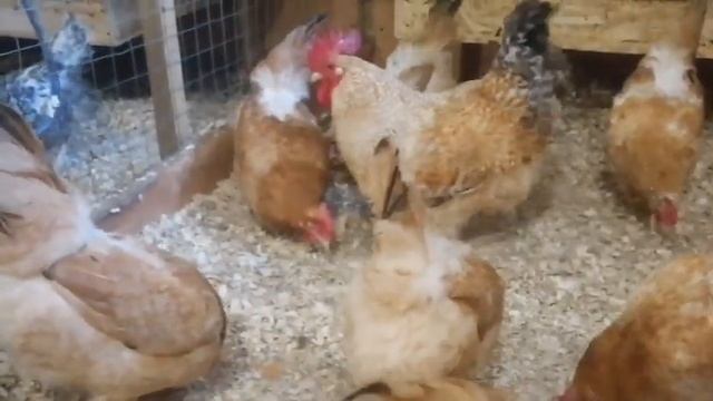 Подстилка с бактериями: оно мне надо? смотреть онлайн