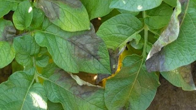 Картофель Ривьера смотреть онлайн