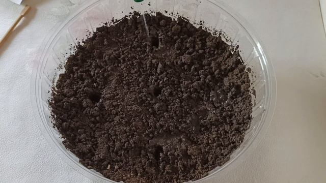 Как вырастить шпинат на подоконнике смотреть онлайн