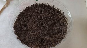 Как вырастить шпинат на подоконнике