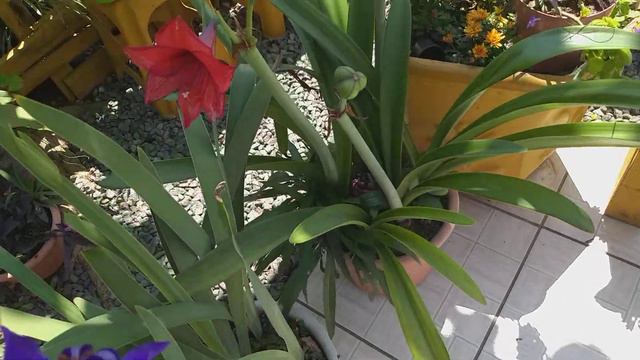 Flor de cacto e um novo arranjo com as gigantes! смотреть онлайн