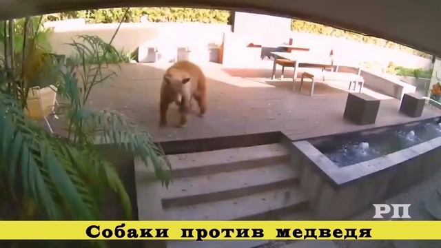 Безумные сюжеты из жизни животных#не смотреть онлайн