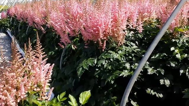 Best Perennials - Astilbe Visions In Pink (False Spirea)