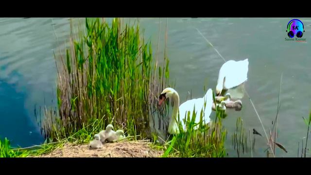 Sannu Kumar Saraswati Puja Song | Saraswati Puja Song 2024 | Saraswati Puja Song | Saraswati Puja смотреть онлайн