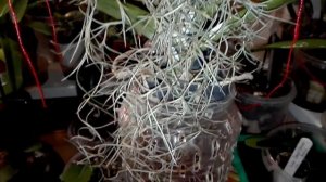 Тилландсия уснеевидная мое новое интересное растение????