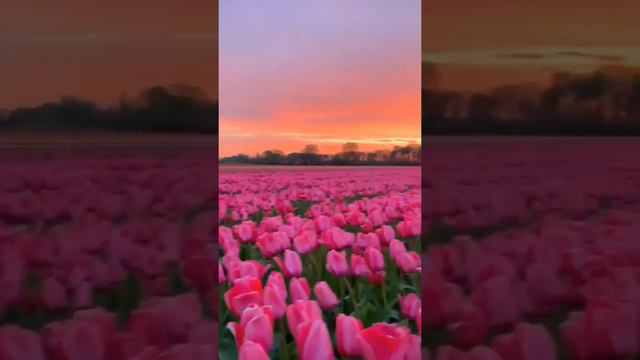 🌷Цветущий тюльпановый парк Кёкенхоф в Нидерландах считается один из самых красивых парков в мире. смотреть онлайн